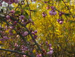 Die Frühlingskombination der blühenden Forsythie (Forsythia) und der Zierkirsche (Prunus) ist besonders dekorativ.