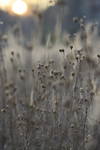 Die ruhigen Farben der Winterwiese heben die grau-braunen Farbtöne hervor.