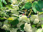 Подглядывать за цветением гортензии древовидной “ Annabellе” можно из-за посадки ирги Ламарка “Balerina”.