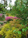 Der Blutweiderich (Lythrum) “Swirl“ setzt im Rosengarten fuchsienrote Akzente und ermöglicht den Rosen (Rosa) eine Ruhepause.