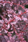 Барбарис  ‘Rosy Glow” выделяется  запоминающейся листвой.