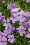 Das Hornveilchen (Viola cornuta) ist eine Pflanze für alle Jahreszeiten. Eine lange Blütezeit und eine ansprechende Farbe machen es in vielen Gärten zum Hingucker.