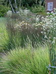 Die  unterschiedlichen Streifen in einem privaten Garten in Deutschland bestehen aus Pfeifengräsern (Molinia), Blaugräsern (Sesleria), Mannstreu (Eryngium) und Sonnenhüten (Echinacea).