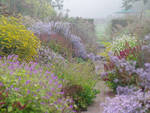 Le jardin d’automne parait se dissoudre dans une buée lilas grace au  plantage en masse des asters