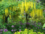 Voir la floraison simultanée du savonnier et de allium aflatunense dans le jardin de Rosemary Verey n’est possible qu’à la fin mai- début join