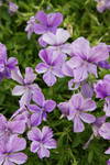 La viola cornuta est une plante pour toujours. Une longue floraison et la teinte agréable la font favori de plusieurs jardiniers