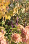 La teinte  d’automne du cerdiciphyllum et de l’hortensia répand le chaud des derniers jourd d’automne. Agastachys “Blue Fortune” embellit le tableau calme du bleu de ses inflorescences verticales