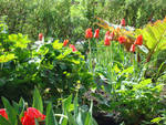 Early tulips combine with the spring rhubarb. Finished the bloom they will be covered by awens and poppies.