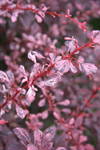 The barberry “Rosy Glow” is stand out for its memorable foliage.