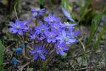 The symbol of spring for me are liver-leaves that have simple shape but an amazing authentic blue color. 