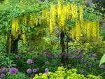 Увидеть одновременное цветение золотого дождя и лука афлатунского в саду Розмари Вери можно лишь в конце мая – начале июня.